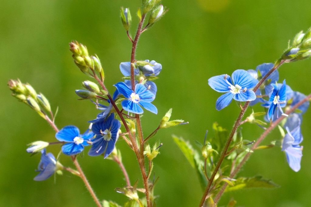 germandree-utilisations