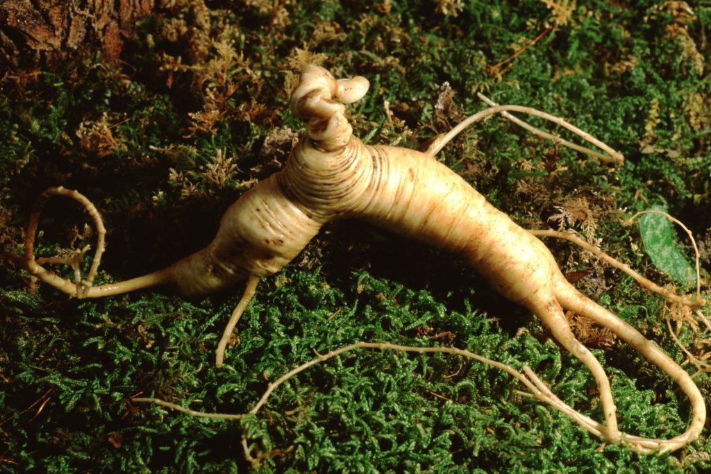 ginseng-americain-caracteristiques