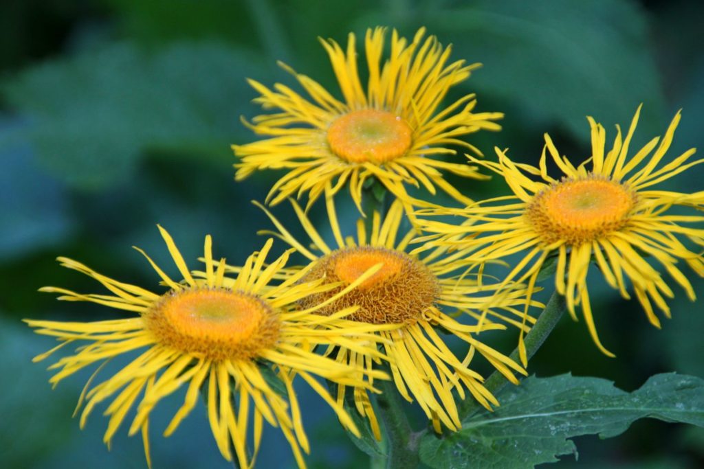 grande-aunee-proprietes