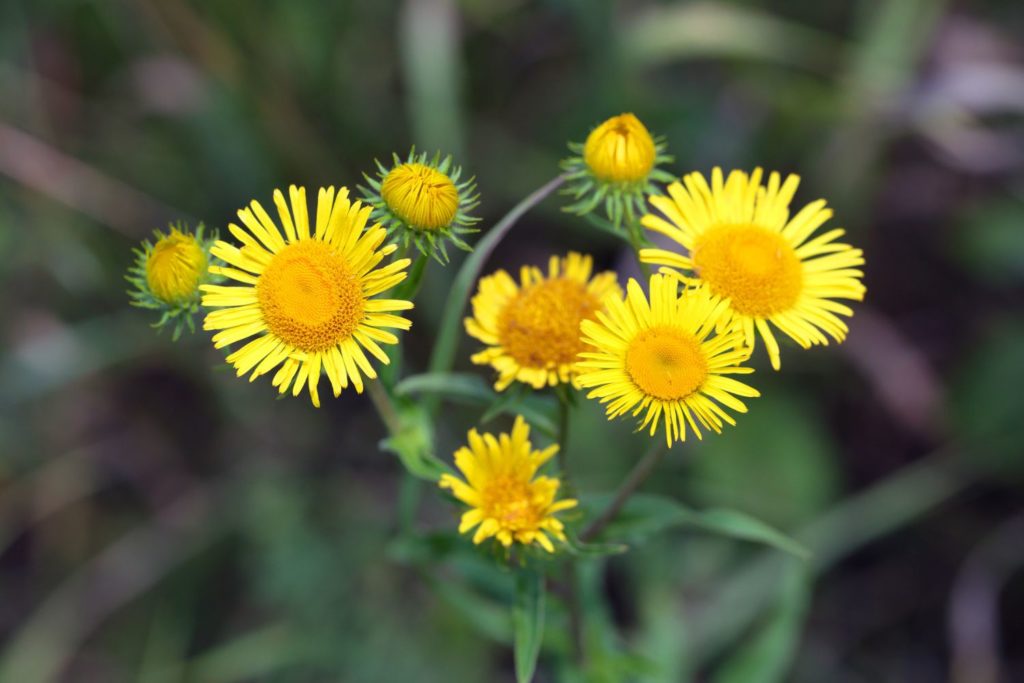 grande-aunee-utilisations