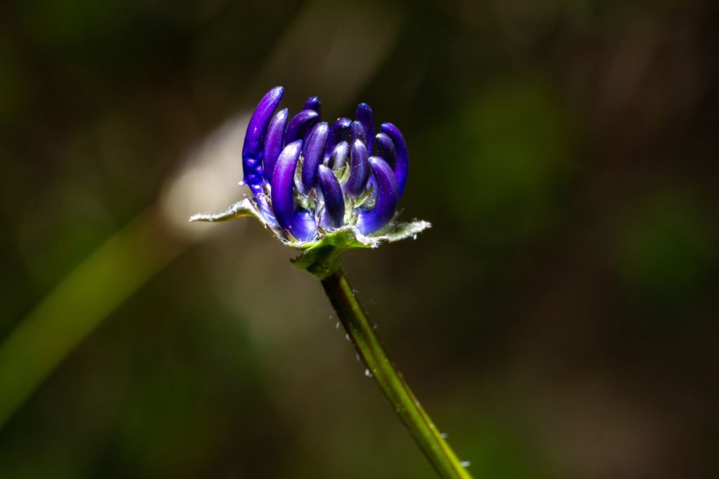 griffe-du-diable-phytotherapie