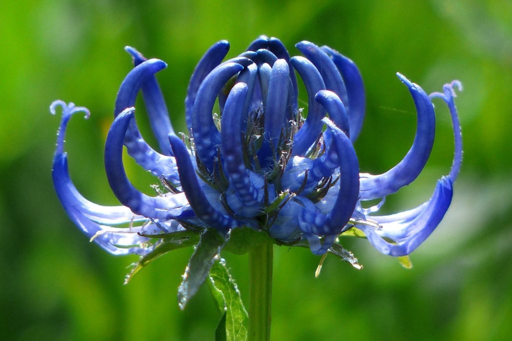 griffe-du-diable-utilisations