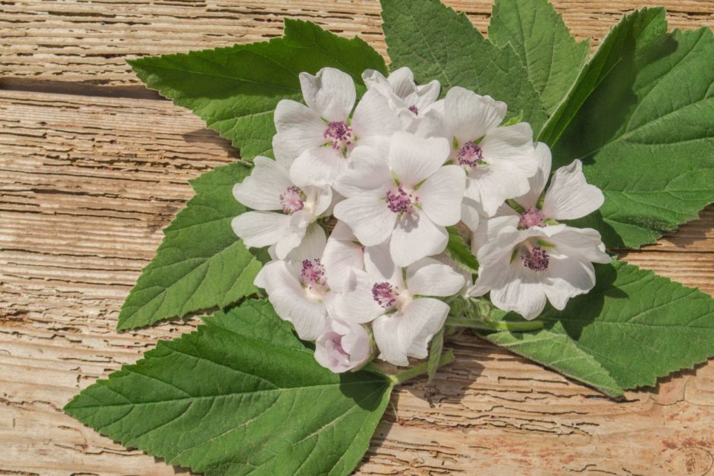 guimauve-officinale-caracteristiques