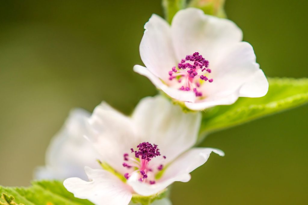 guimauve-officinale-proprietes