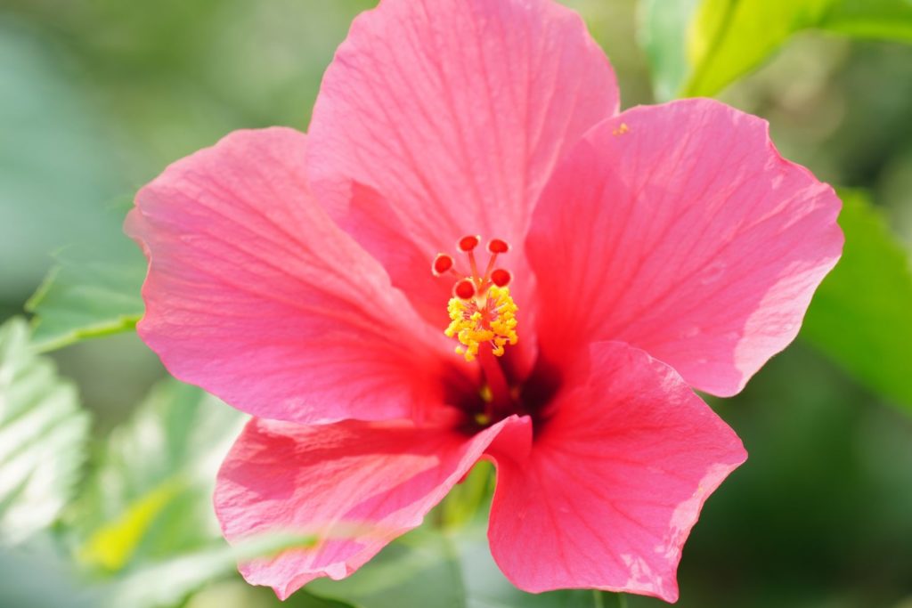 hibiscus-utilisations