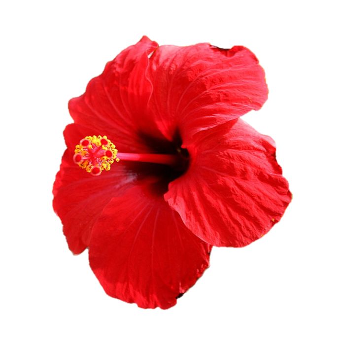 L'Hibiscus bienfaits et vertues 