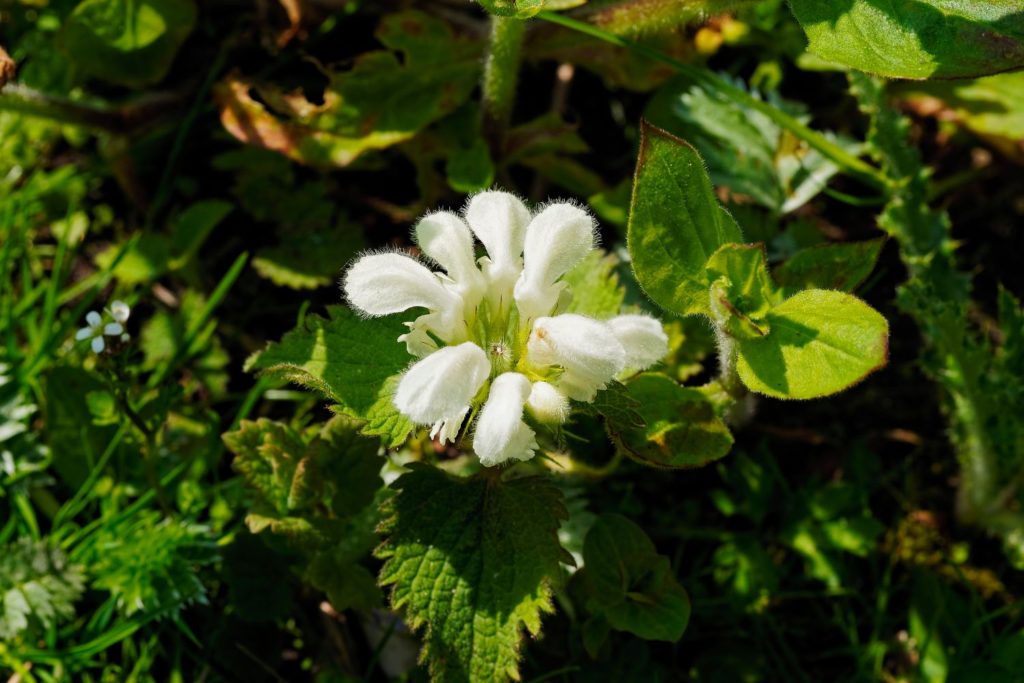 lamio-blanco-características