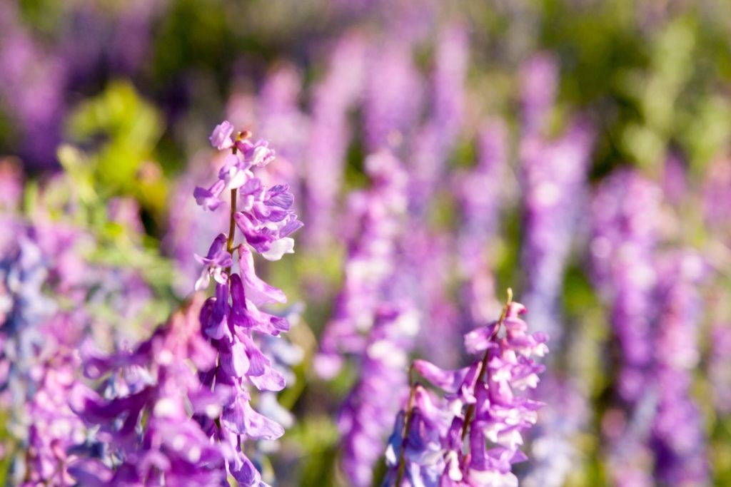 lavande-aspic-caracteristiques