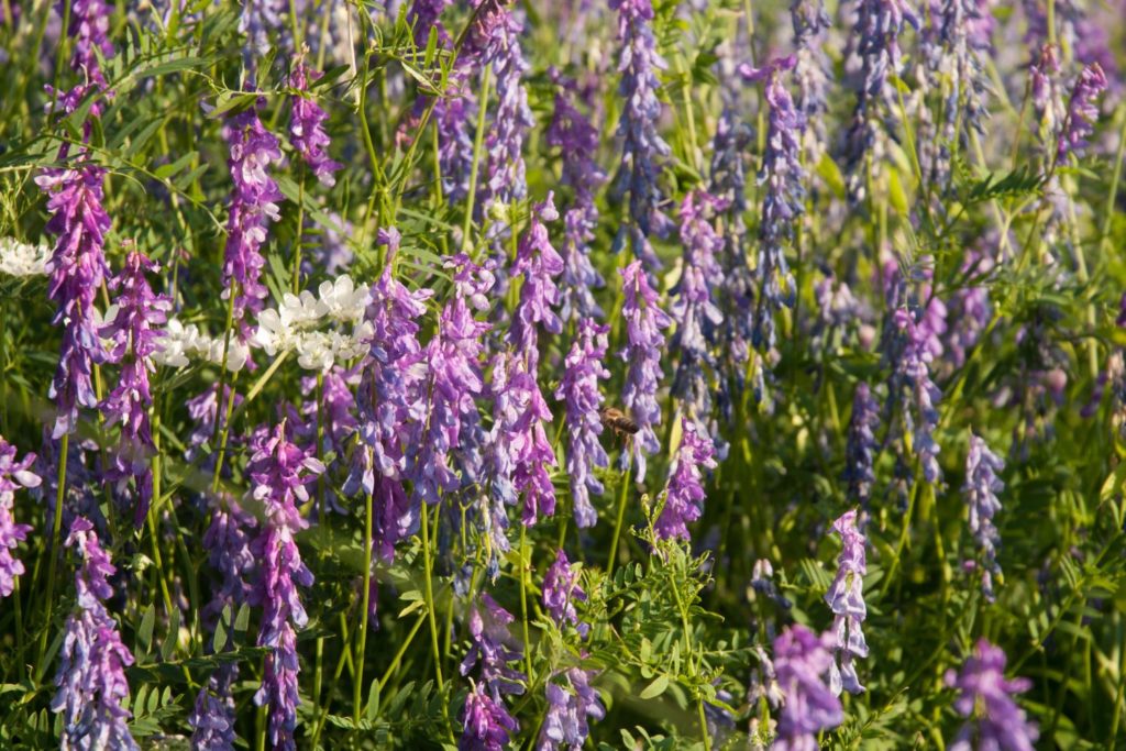 lavande-aspic-proprietes