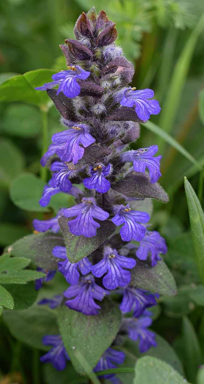 lavande officinale