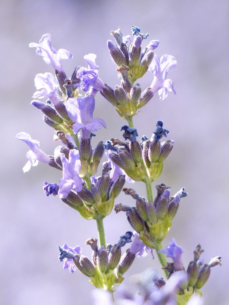 lavanda officinalis