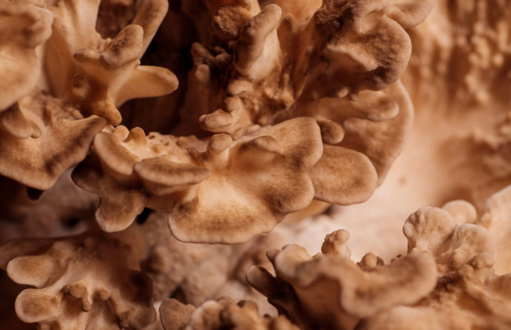 maitake-caracteristiques