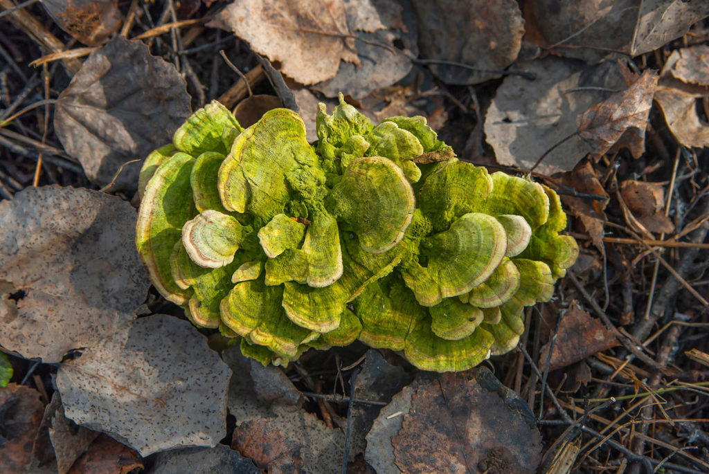 maitake-utilisations