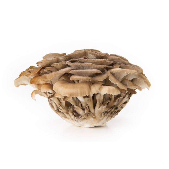 maitake