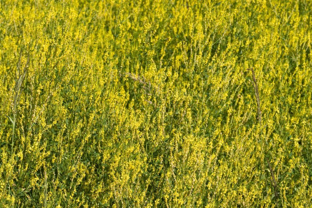 melilot-caracteristiques