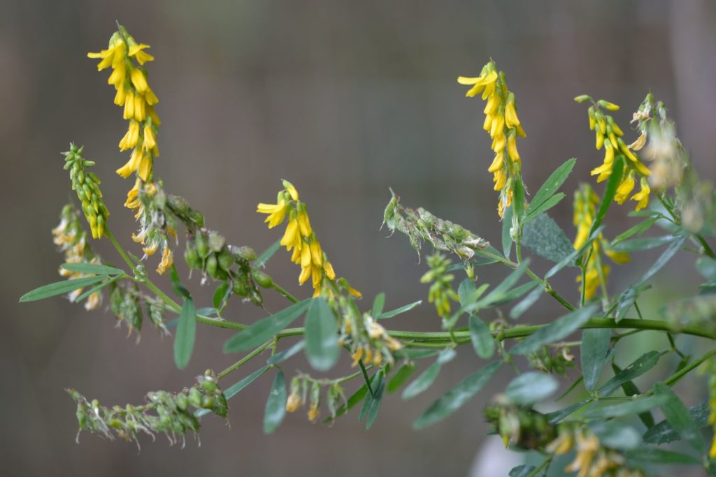 melilot-phythotherapie