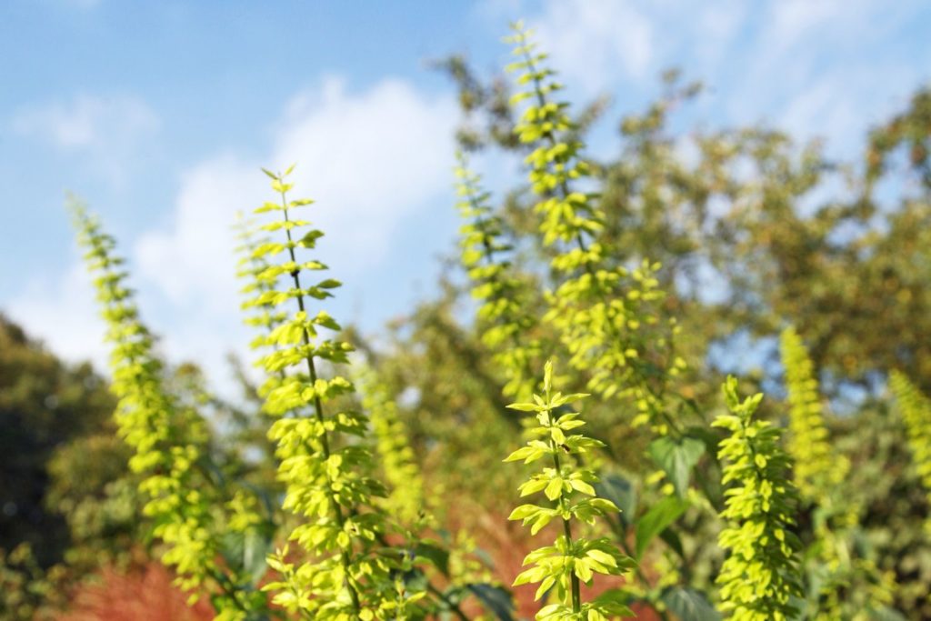 melilot-utilisations