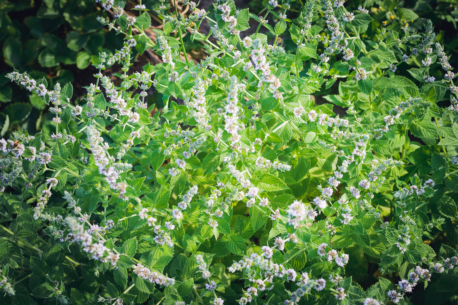 melisse-phytotherapie