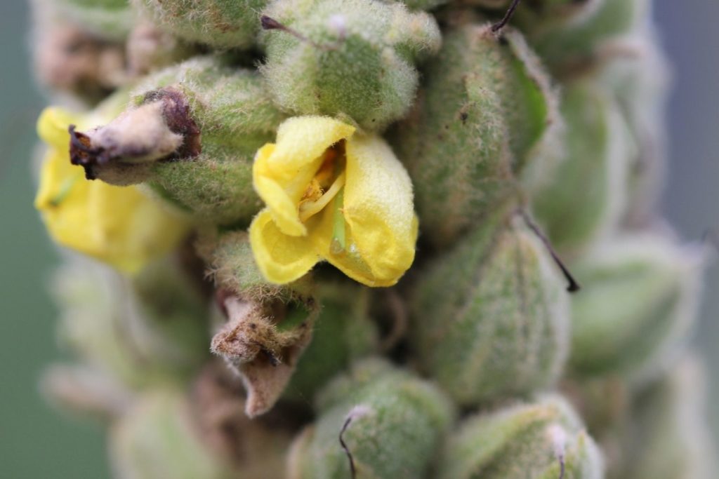 molene-phythotherapie