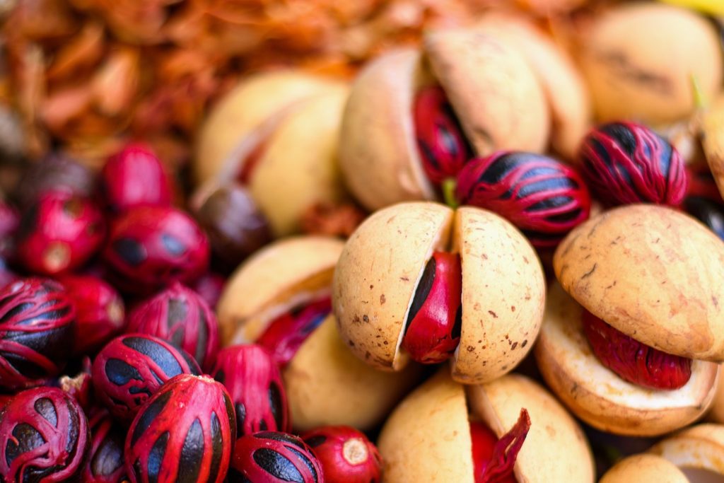 muscadier-caracteristiques