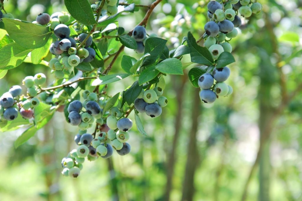 myrtille-commune-caracteristiques