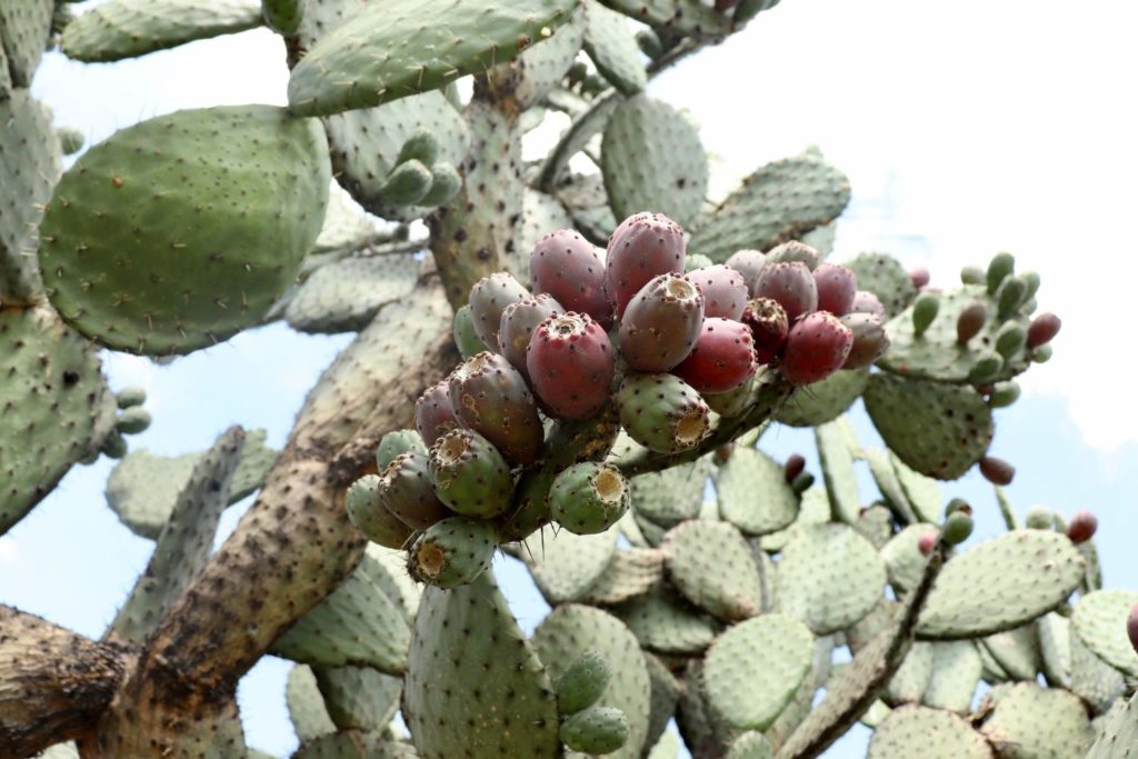 nopal-phythotherapie