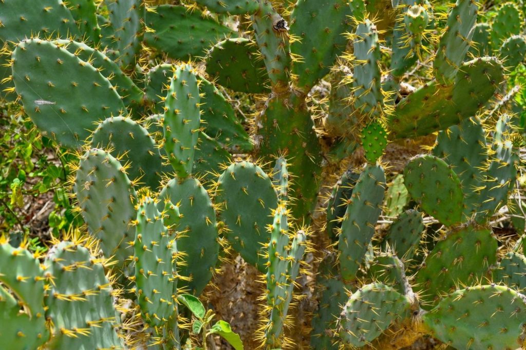 nopal-utilisations