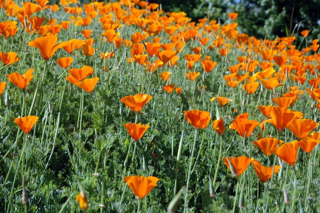 pavot-de-californie-phythotherapie