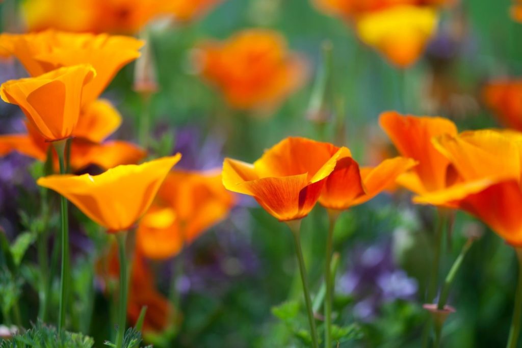 pavot-de-californie-proprietes