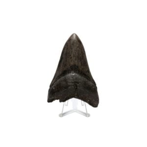 pierre-dent-de-megalodon