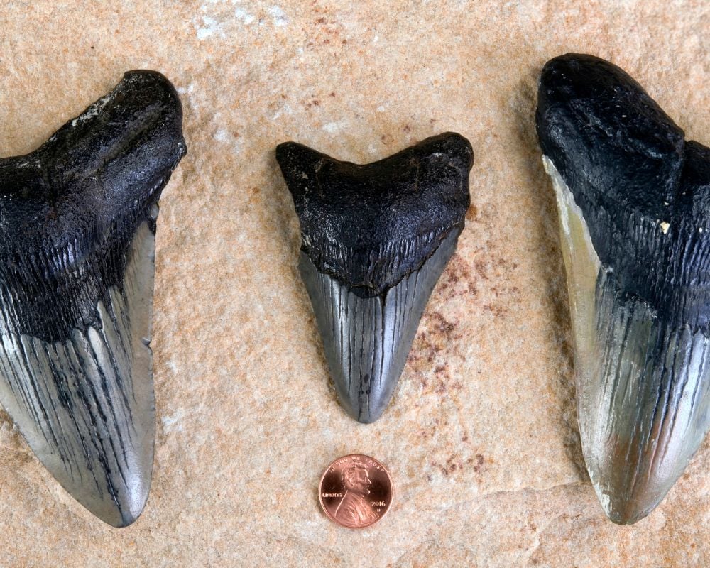 Dent de mégalodon fossilisée - histoire et domination océanique Miocène