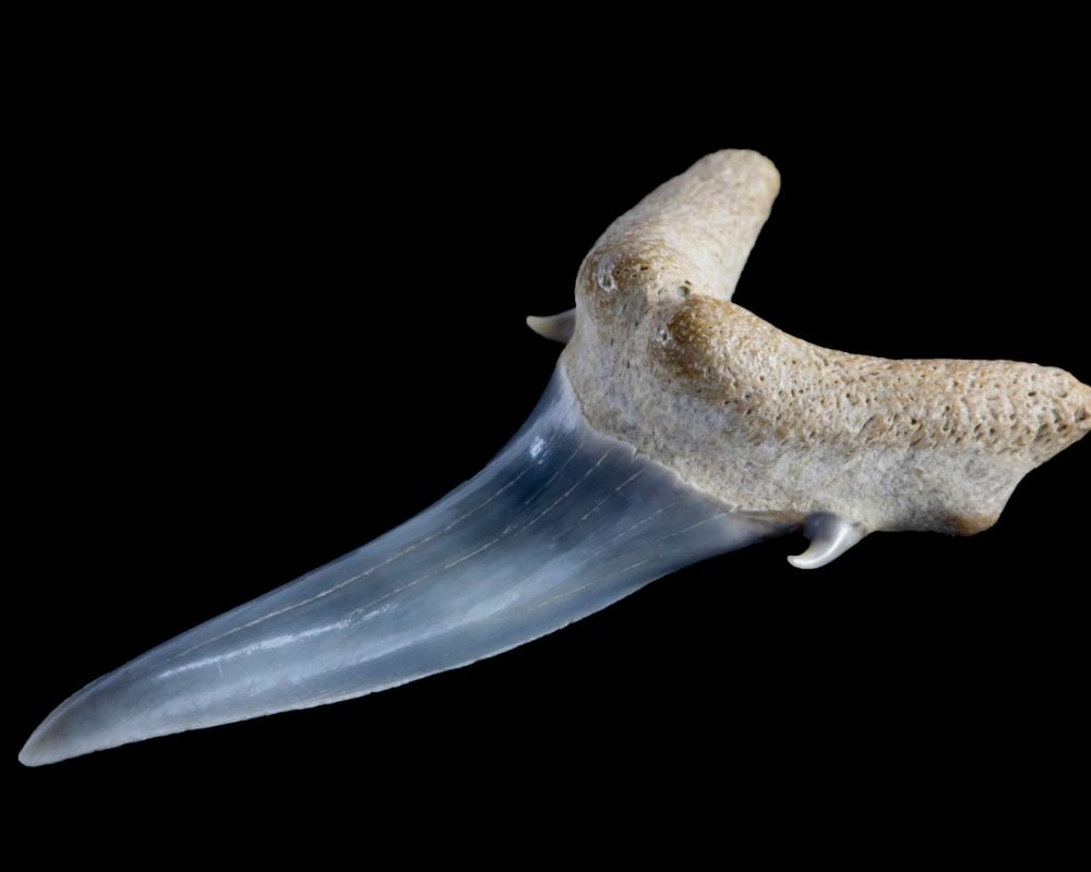 Dent de mégalodon - vertus lithothérapie pouvoir ancestral prédateur