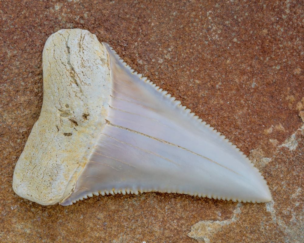 Dent de requin fossile Megalodon — histoire de la glossopétrae, tradition médiévale et naissance de la paléontologie
