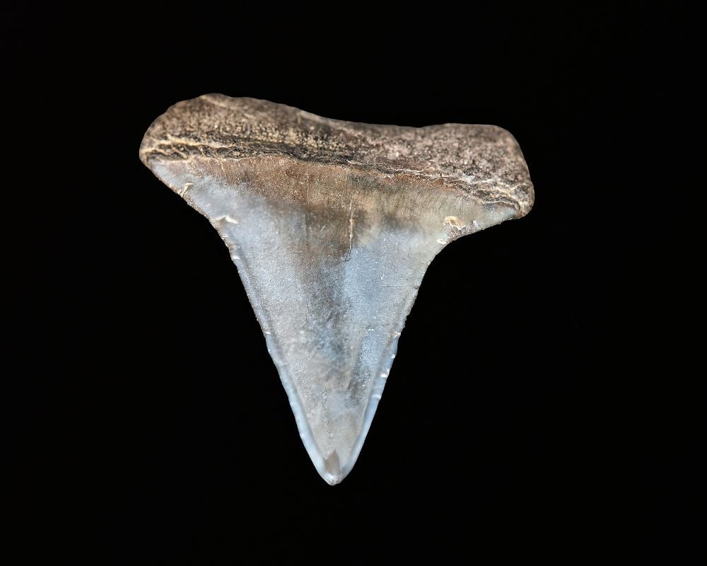 Gisement fossile dent de requin Megalodon — stratigraphie marine, minéralisation diagénétique millions d'années