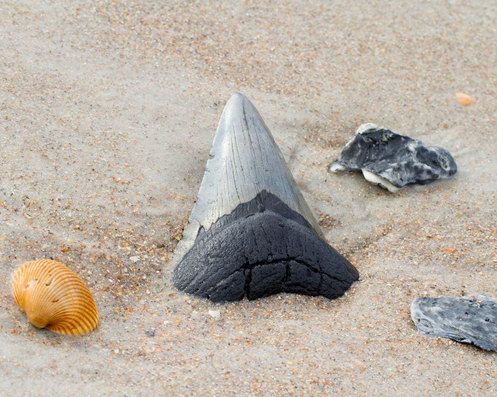 Dent de requin fossile — propriétés spirituelles énergétiques, force prédatrice ancestrale et courage guerrier