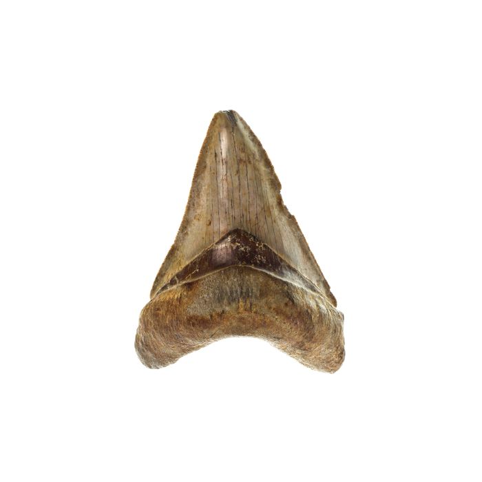 pierre-dent-de-requin
