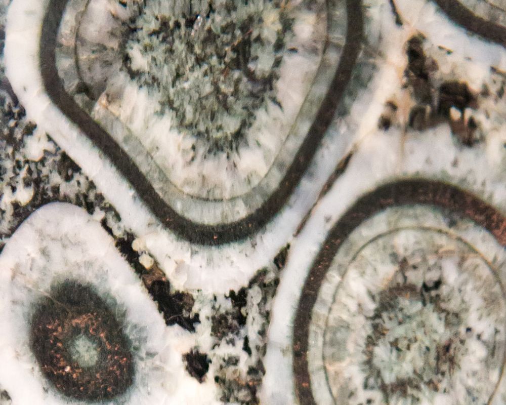 Diorite orbiculaire poli — orbicules blanches crémeuses en structure concentrique révélant la beauté de millions d'années de patience minérale