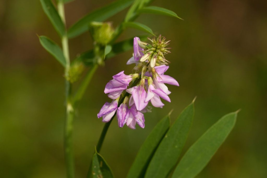 reglisse-phythotherapie