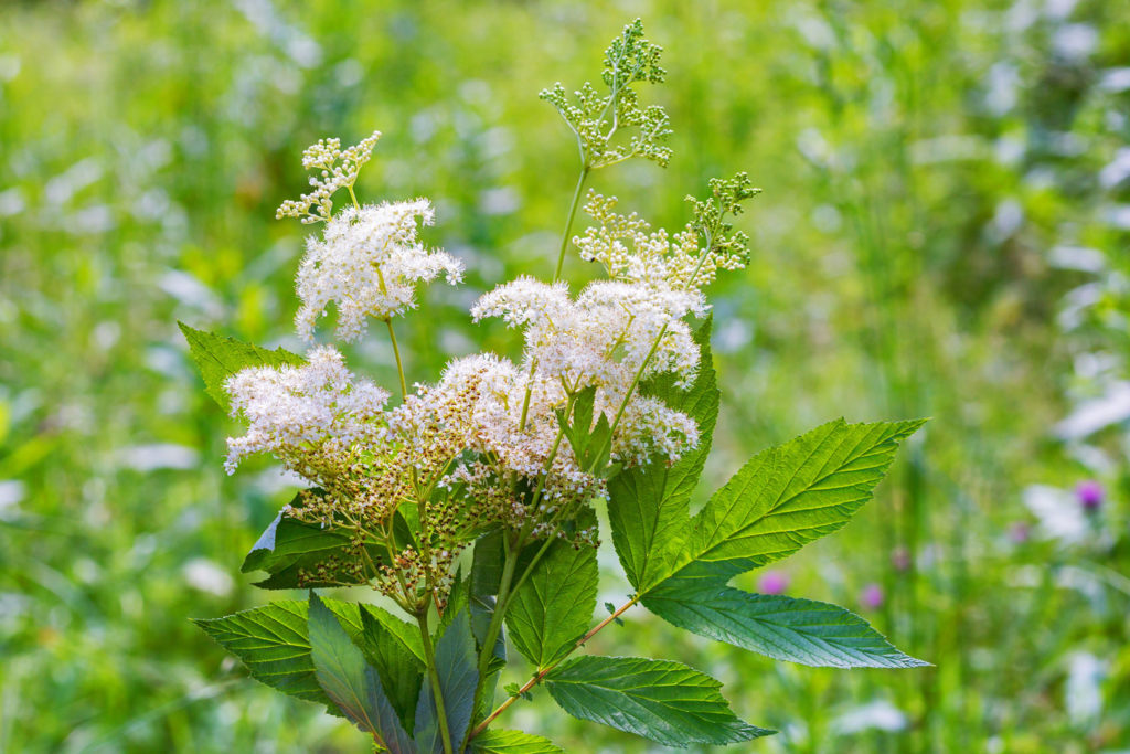 reine-des-pres-phytotherapie