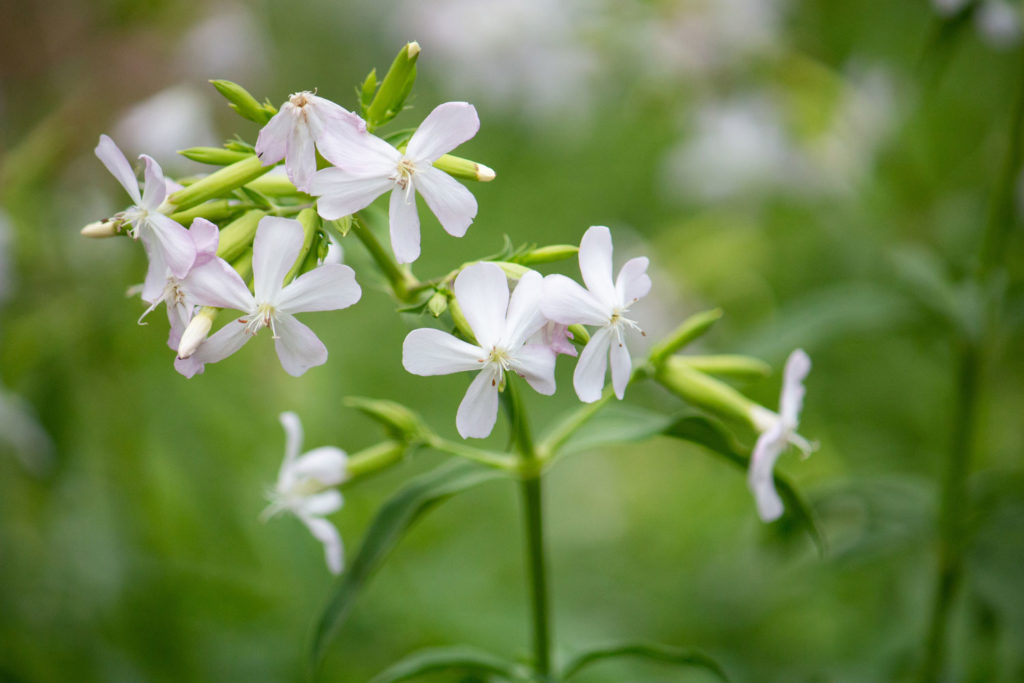 saponaire-officinale-caracteristiques