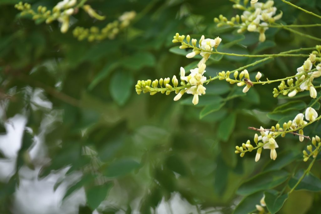 sophora-du-japon-caracteristiques