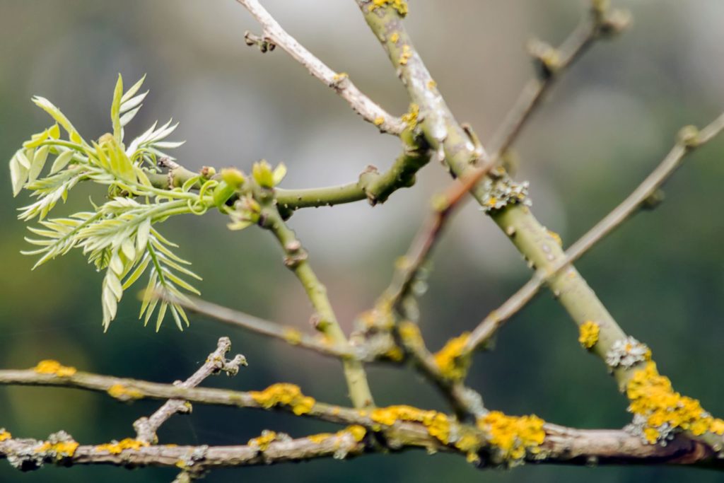 sophora-du-japon-phythotherapie