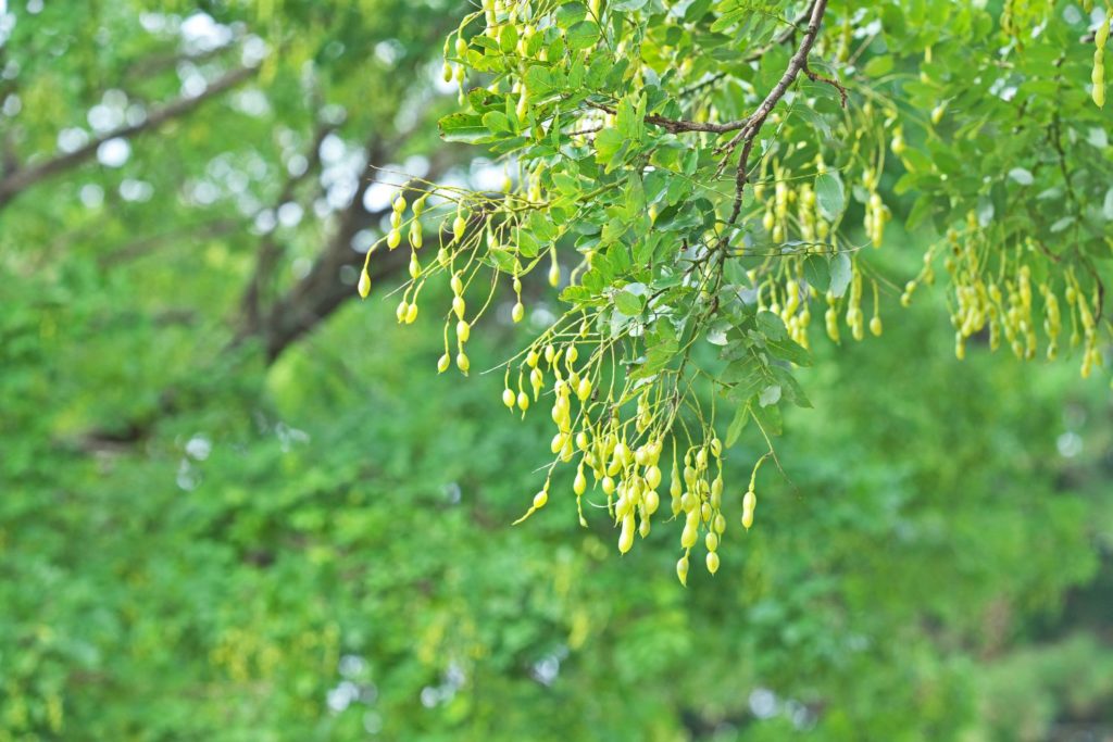 sophora-du-japon-proprietes