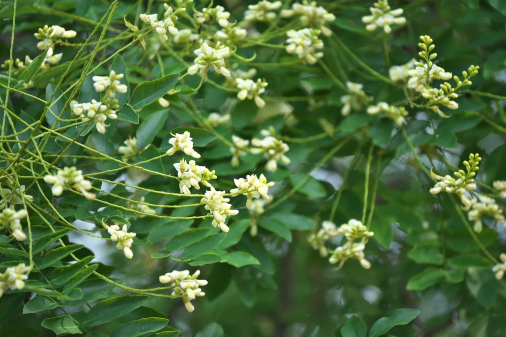 sophora-du-japon-proprietes1