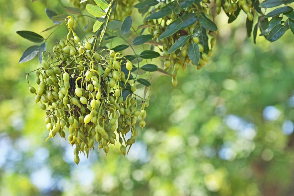 sophora-du-japon-utilisations