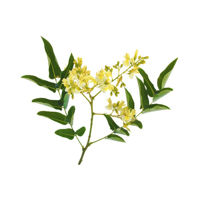 sophora-du-japon