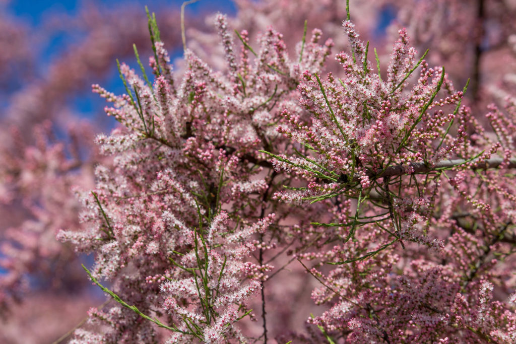 tamaris-utilisations