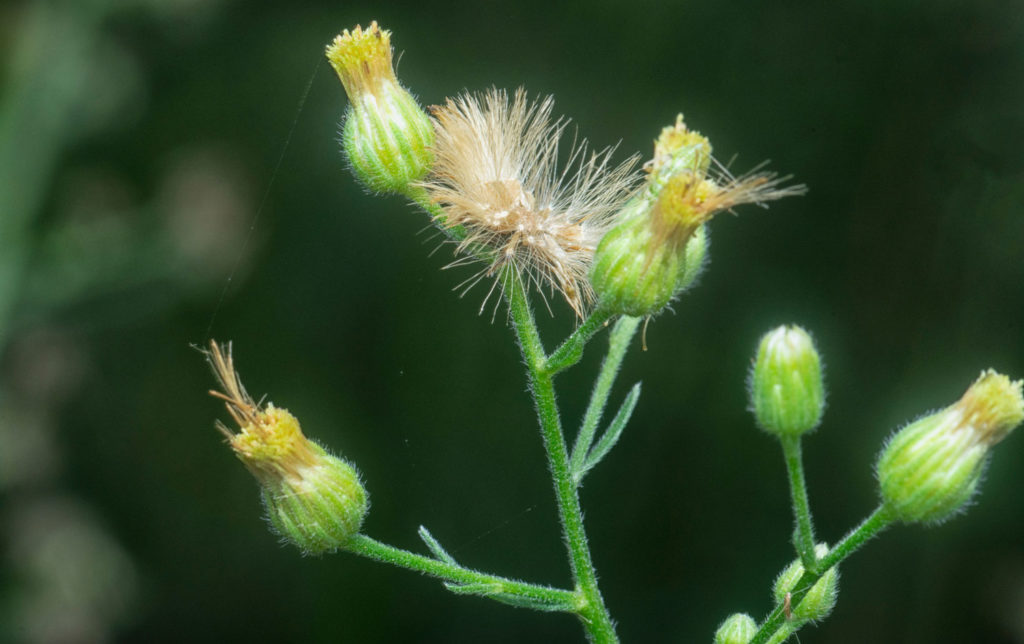 vergerette-du-canada-caracteristiques