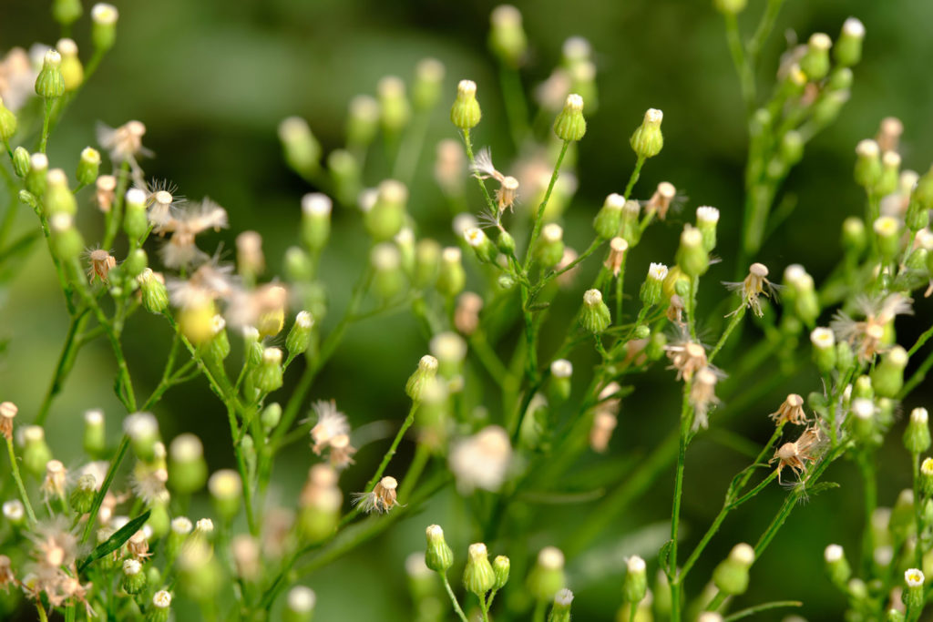 vergerette-du-canada-phytotherapie