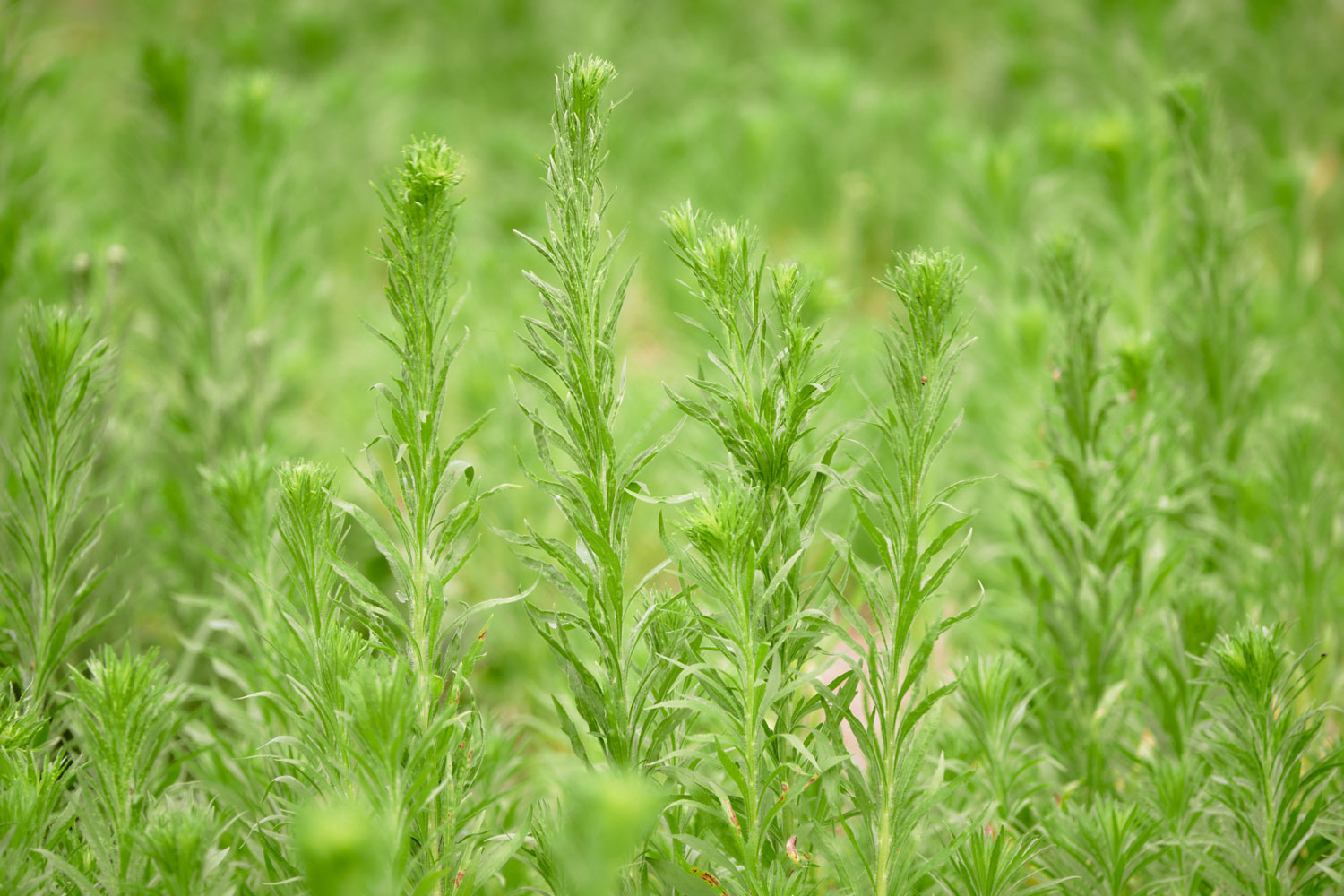 vergerette-du-canada-utilisations